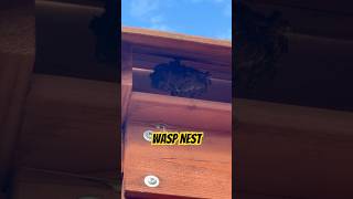 A Wasp Nest Took Over Our Play House [upl. by Enyleuqcaj]