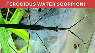 Fierce Aquatic predatorAmbush hunter THE WATER SCORPION Everything you need to know [upl. by Omer]