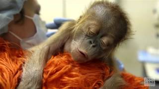 Caring for a newborn orangutan baby [upl. by Segalman299]