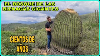 El Bosque de las Biznagas Gigantes Encontramos los cactus más enormes [upl. by Ardin]