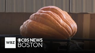 Topsfield pumpkin grower hoping he can squash competition [upl. by Norvall]