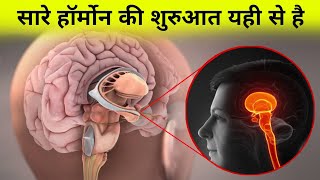 शरीर मे सारे हॉर्मोन को कंट्रोल कौन करता है  hormones of hypothalamus [upl. by Dracir46]