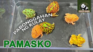 Colorful Frogs maagang pamasko  Pacman frogs [upl. by Ritter]