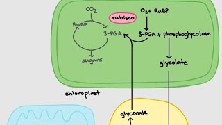 photorespiration CSIR net  SET NEET शिक्षा कर्मी shorts [upl. by Denn]