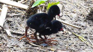 Purple Gallinule Chicks Fight Each Other for Food [upl. by Norbert]