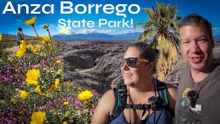 Anza Borrego State ParkPalm Trees Slot Canyons and Wildflower Super bloomA CALIFORNIA GEM [upl. by Anale]