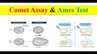 Comet assay amp Ames test [upl. by Gonta349]