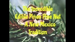 The Incredible Edible Pinon Pine Nut  A New Mexico Tradition [upl. by Player309]