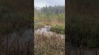 Chillen im Wald Trailer Anti Aggressions Training asmrsounds internet shorts hd [upl. by Etnwahs]