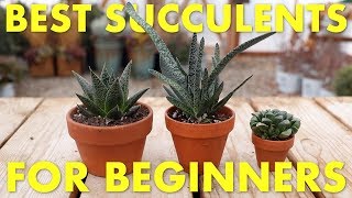 Best Succulents to Grow Inside for Beginners 🌵👍 Garden Answer [upl. by Nosinned776]