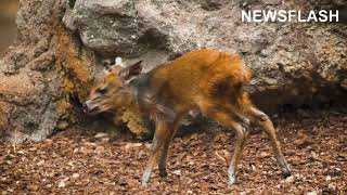 Miracle Of Life Adorable Baby Antelope Born At Spanish Zoo Filmed Learning How To Walk [upl. by Weed]