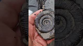 Spot the fossil time  dactylioceras tenuicostatum ammonite [upl. by Owiat686]