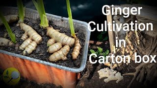 Carton बॉक्स में अदरक की खेती का आसान तरीका😱 😱 Ginger cultivation in carton box [upl. by Itagaki46]