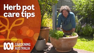 How to maintain your potted herb plants  Gardening 101  Gardening Australia [upl. by Kohler]