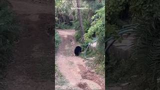 Sloth Bear Sighting zone 3 ranthambore wildlife yt animals jungle bear shorts nature animal [upl. by Audley954]