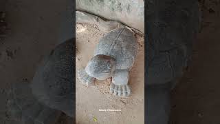 tortoise model in chennai chetpet eco park tortoise model [upl. by Scherle]