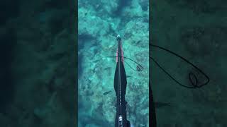 3 DAYS OF SPEARFISHING IN 20 SECONDS [upl. by Amle]