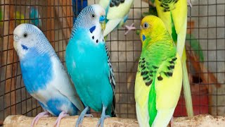 3 Hr Happy Parakeets Singing Eating Playing Budgies Chirping Reduce Stress of lonely Birds Videos [upl. by Hanala]