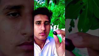 Rate this edible fruit eat with tree [upl. by Atrim]