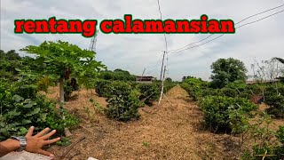 Arkilang calamansian edad kulang 2 taon 17 years contract sa Victoria Tarlac [upl. by Kalvin]