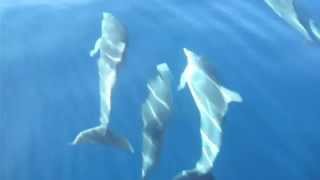 Dolphins in Greece Chalkidiki  Sithonia [upl. by Enomad14]