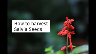 Harvesting Salvia Seeds  August 2020 [upl. by Ennasus]