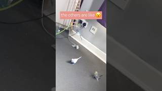 what on 🌎 is that cwazy wee bird Saphi doing 😆 birdlovers newyoutuber babybudgie subscribehere [upl. by Hunley]