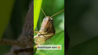 Grasshopper eyes grashopper acrididae caelifera insects wonderfulnature bugslife entomology [upl. by Abner]