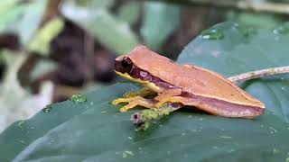 Isthmohyla lancasteri  Rana arboricola manchada  Mottled treefrog [upl. by Monk]