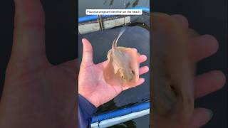 This man rescued a baby stingray and adopted it animalshorts shortsvideo [upl. by Tannenbaum]