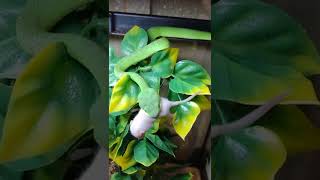 Green Insularis White Lipped viper Live Feeding [upl. by Ardnosal]