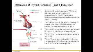 Bio 222 Module 1 183 Thyroid Gland [upl. by Pernell]