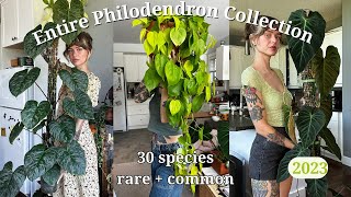 🚨 ranking my entire philodendron collection  30 species rare  common 🌿 my favourite genus [upl. by Anitneuq]