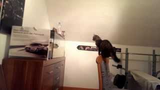 Cat jumping against aquarium  Funny cat jump fail ORIGINAL HD [upl. by Lardner]