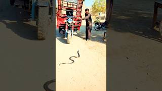 A snake in front of a loader rickshaw snake cobra snakecatcher snake [upl. by Sacken]