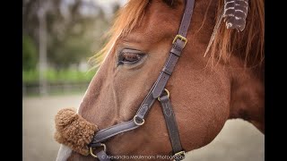 Micklem Bitless Bridle le bridon révolutionnaire [upl. by Almond]