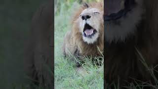 Lions Roaring Up Close [upl. by Asum]