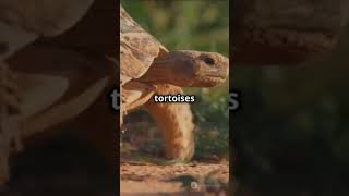 Galapagos Tortoise Facts 5factsaday nature education fyp fypシ゚viral [upl. by Liuqnoj607]