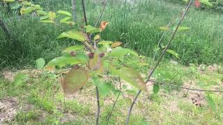 Amelanchier canadensis  cultivo y propagación [upl. by Yrogerg922]