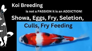 What can you expect from Breeding Showa Eggs Fry Selection Culls and Feeding Tips for Koi Fry [upl. by Randee438]