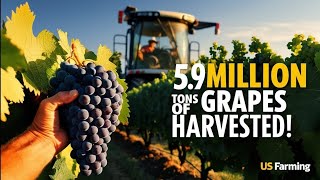 The History of Grape Farming in the USA। Awesome Hydroponic Grape farming [upl. by Anhaj]