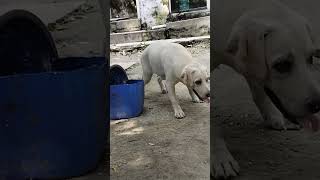 Labour dog Viral video Youtubeshort short video viral video funny video [upl. by Pascoe]