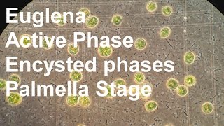 Algae cultivation  Euglena [upl. by Adrianna]