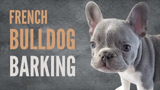 French Bulldog Barking Sound Effects  Barking Sounds For Dogs Playing [upl. by Trin]