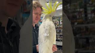 An Italian Australian cockatoo whom is finding a home [upl. by Huppert]