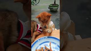 fyp foryou tiktok dogsoftiktok funny cute pet dog smile10 [upl. by Ermeena]