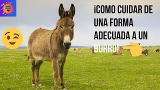 CUIDADOS DE UN BURRO [upl. by Asirap]