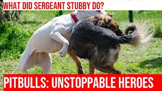 WWI Hero The Story of Sergeant Stubby the First Pitbull Officer [upl. by Ahsas]