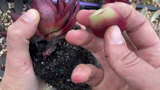 How To Propagate Echeveria Romeo Rubin From Leaves [upl. by Skell]