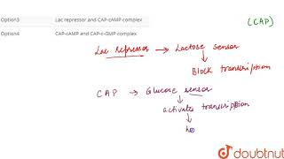 Lactose Lac operon is regulated by [upl. by Whitaker]